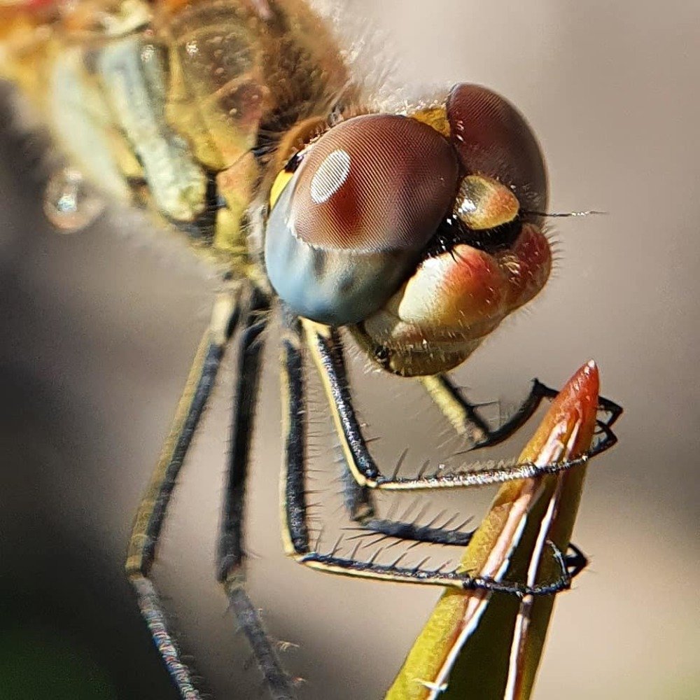 Фотография автора Юлия Таран