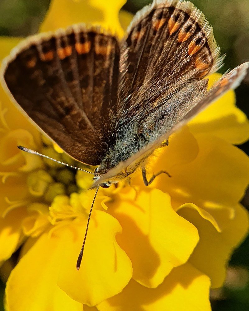 Фотография автора Юлия Таран