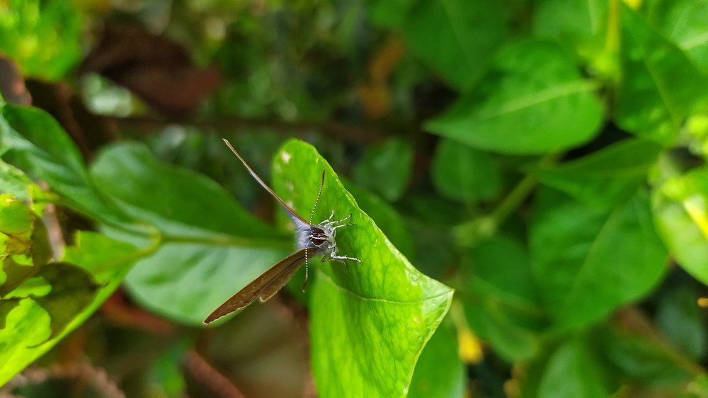 Photograph by Prashant Jha