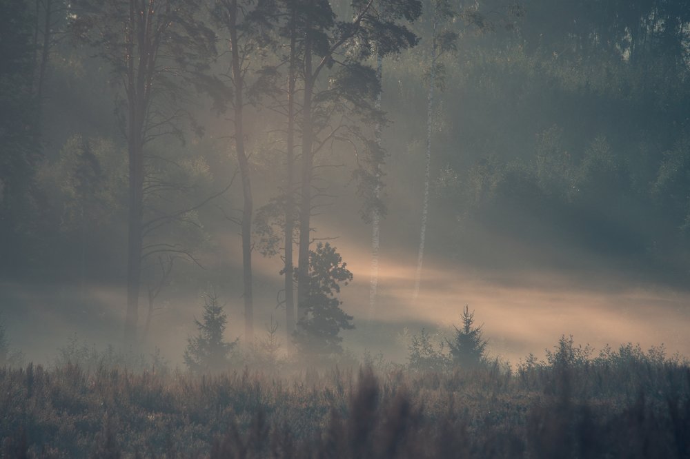 Photograph by Dzintra Zvagina