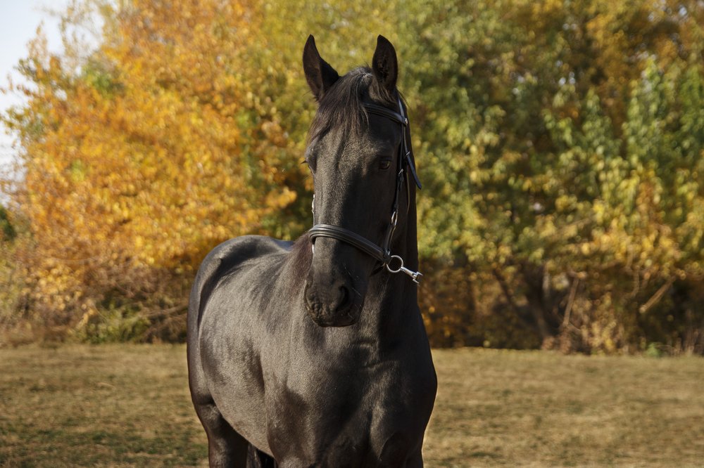 Фотография автора Александр Костенко