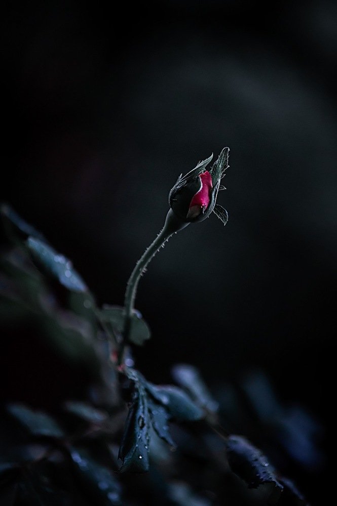 Photograph by Татьяна Паламарчук