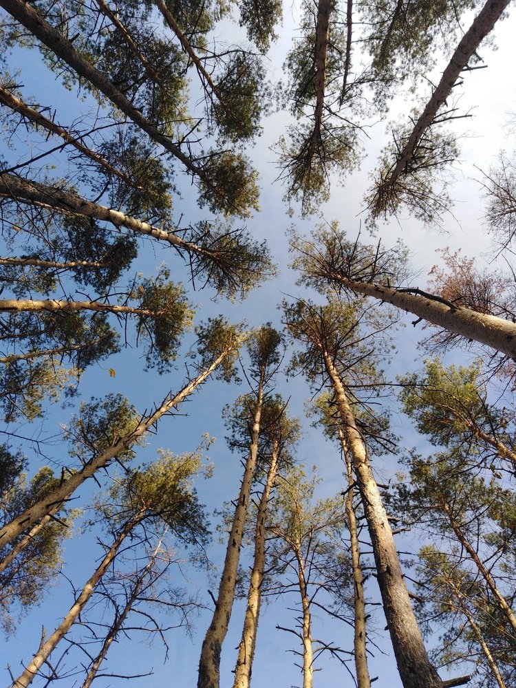 Сосновое небо.