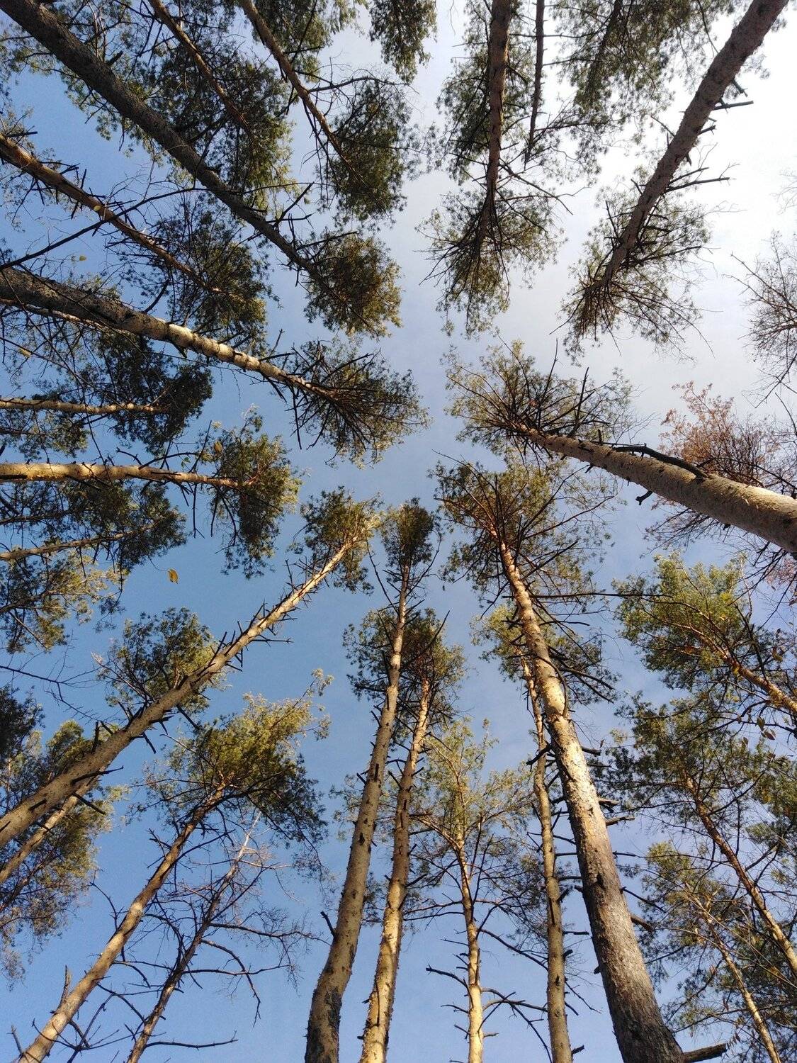 Сосновое небо.