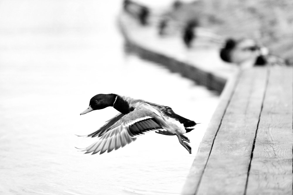 Полет селезня