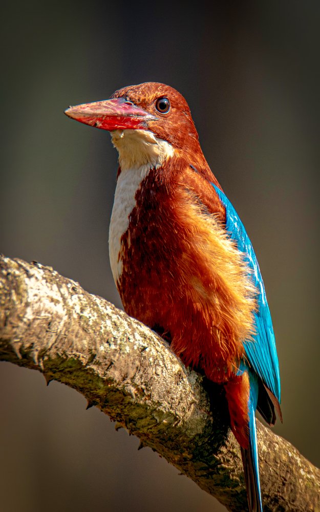 Photograph by Zayed Sanim