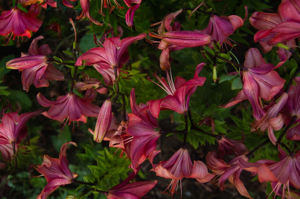 Красные лилии