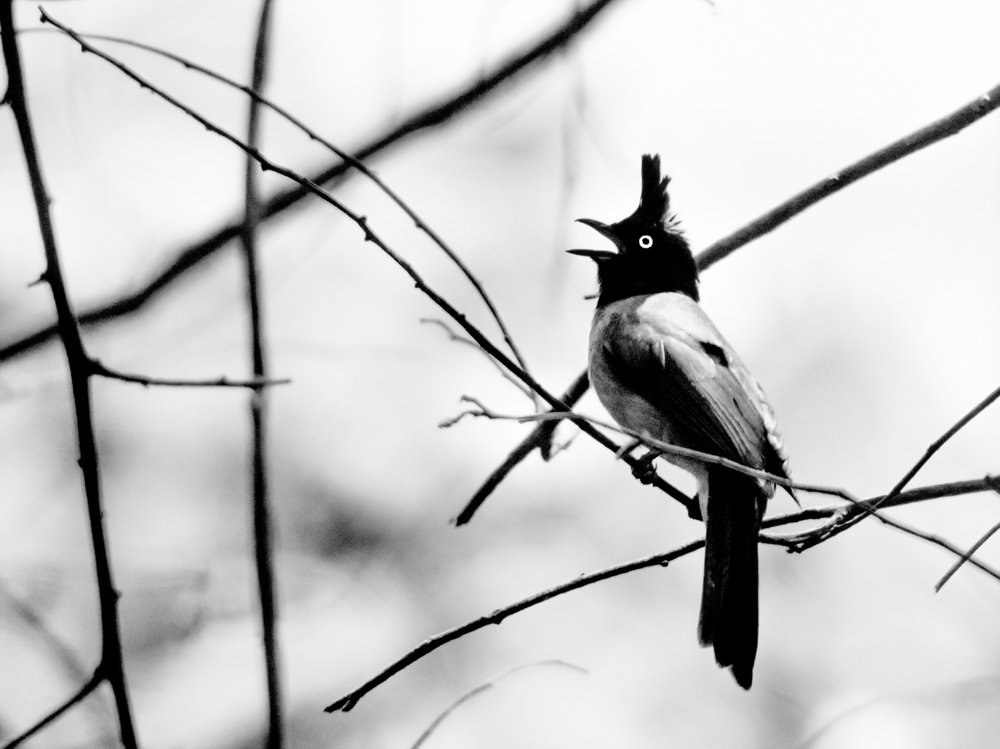 Photograph by Pinak Paul