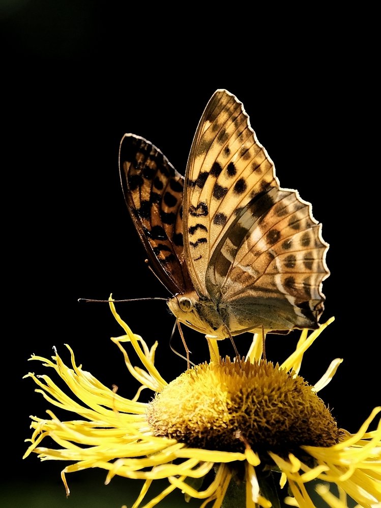 Photograph by Ján Šedivý