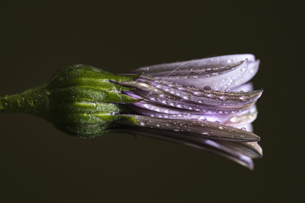 Роса на бутоне