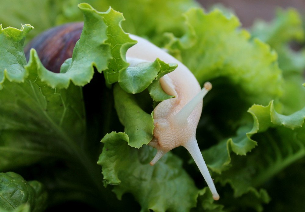 Photograph by Дарья Ващенко-Панкина