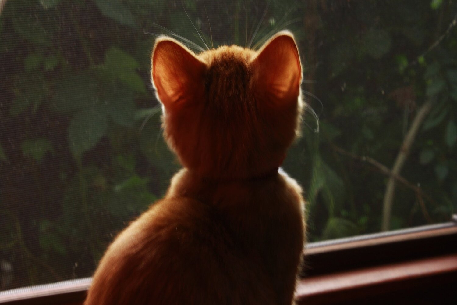 Photo #5143634