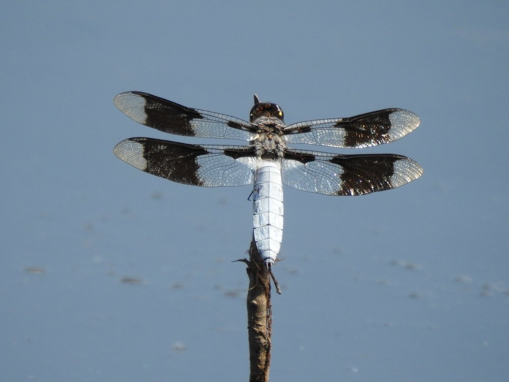 Photograph by Josée Beauchemin