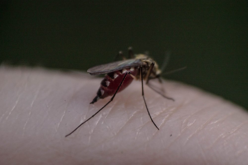 Photograph by Анна Колесникова