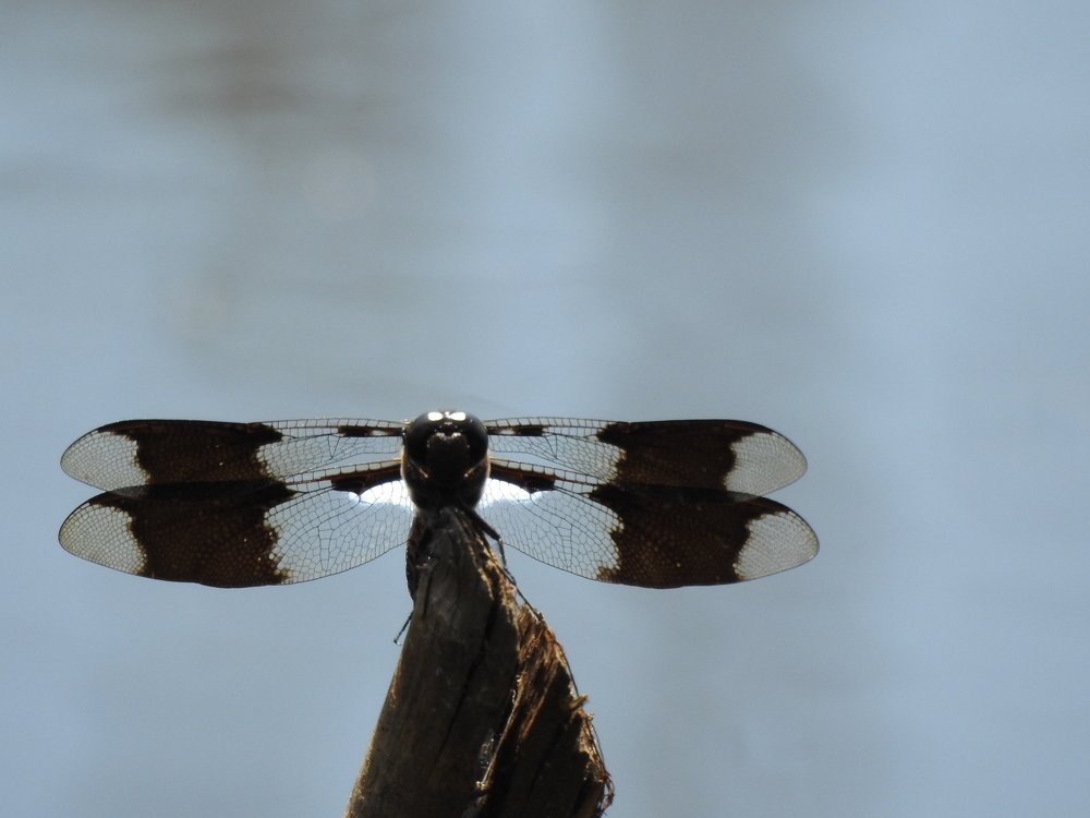 Photograph by Josée Beauchemin