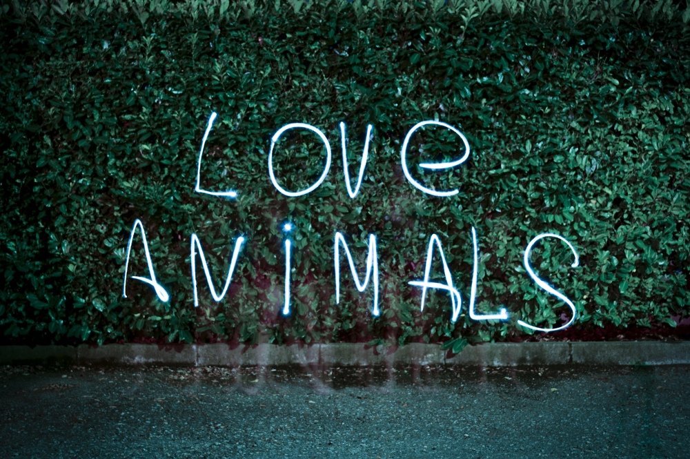 Photograph by Julia Radice