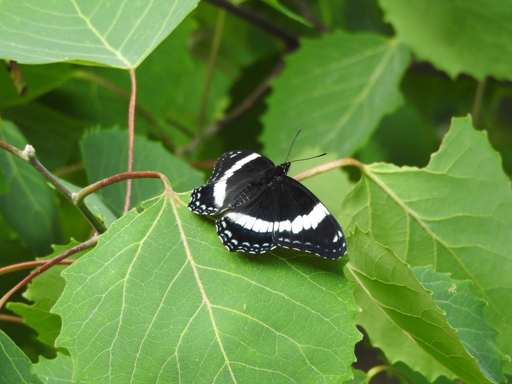 Photograph by Josée Beauchemin