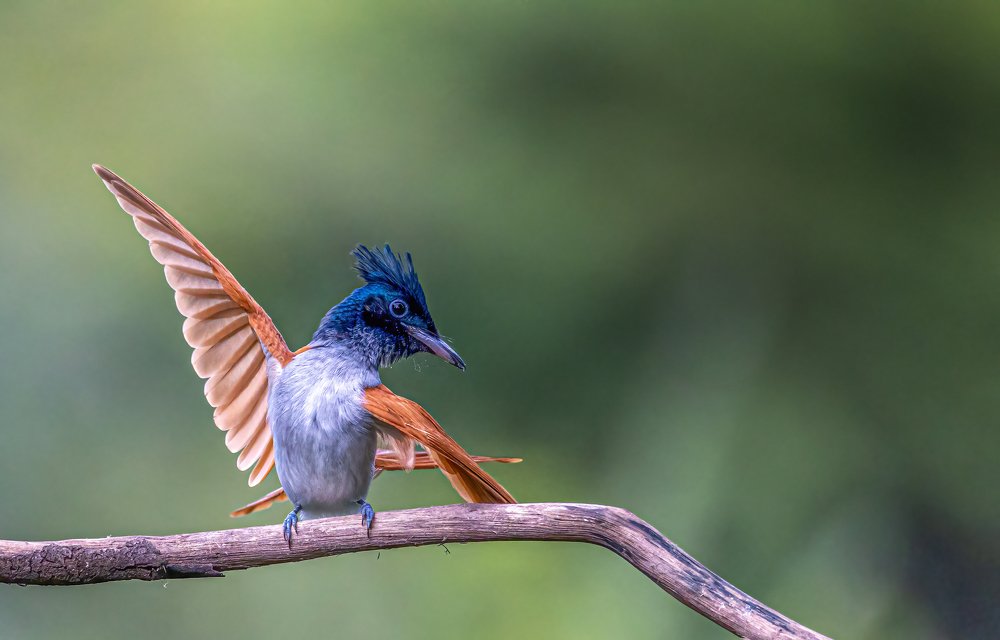 Photograph by Dipanjan Nath