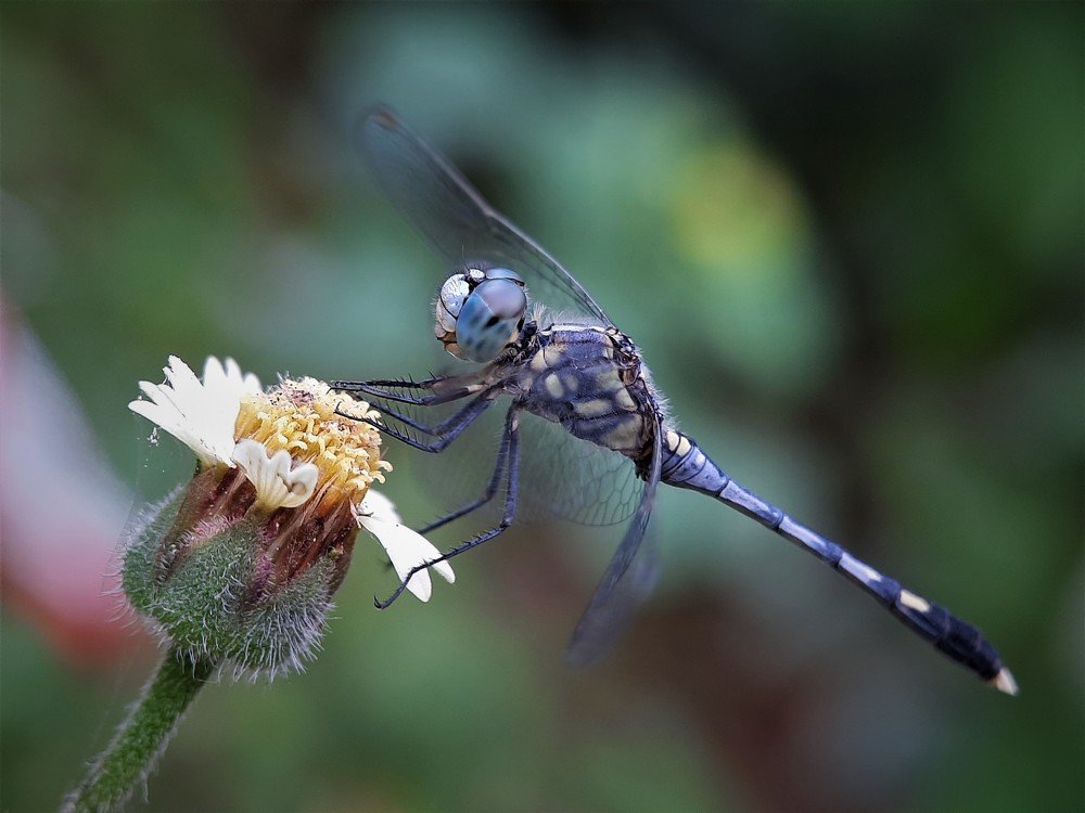 Photograph by pradeep mohanty