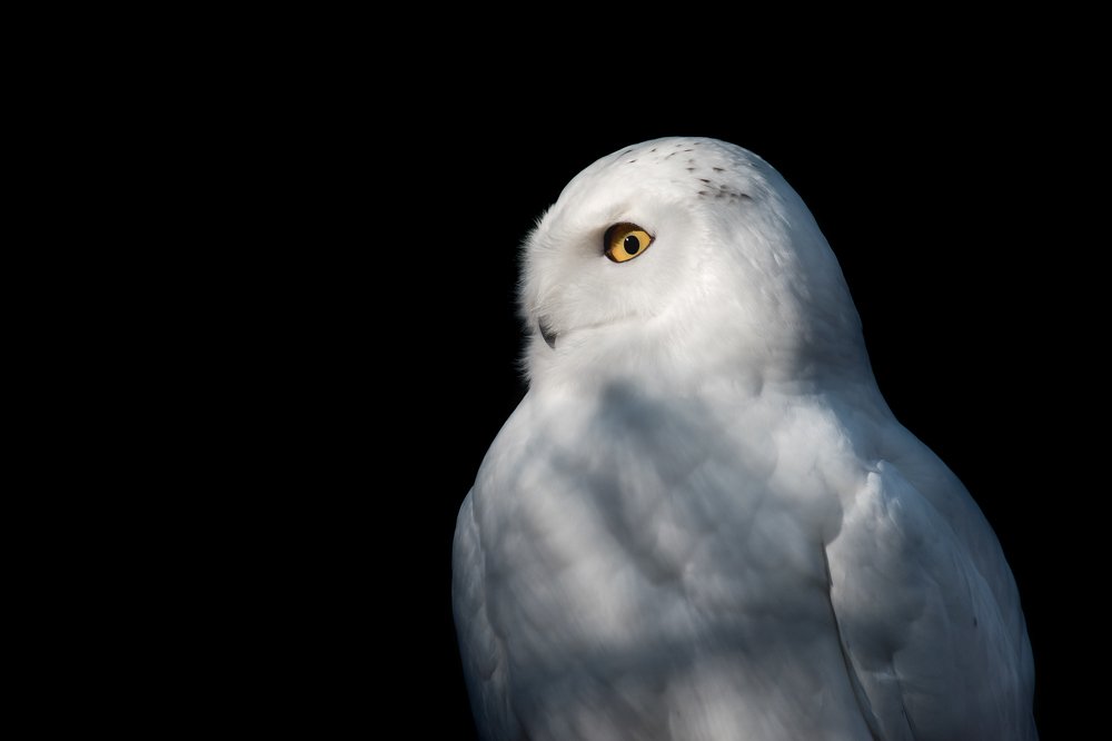 Snow owl