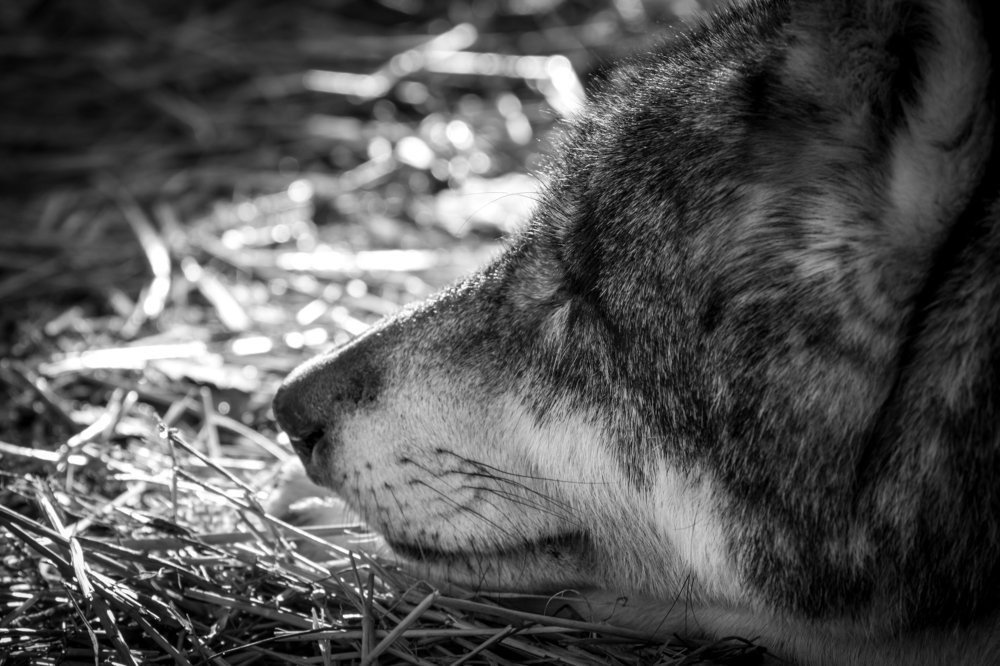 Sleeping wolf
