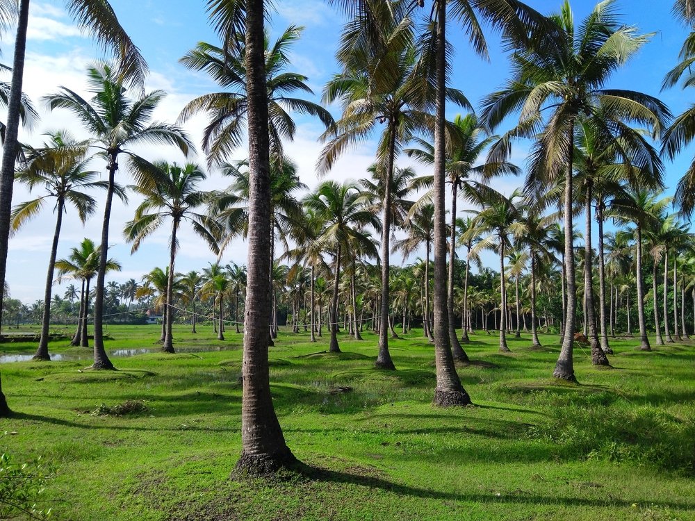 Photograph by Anurag C C