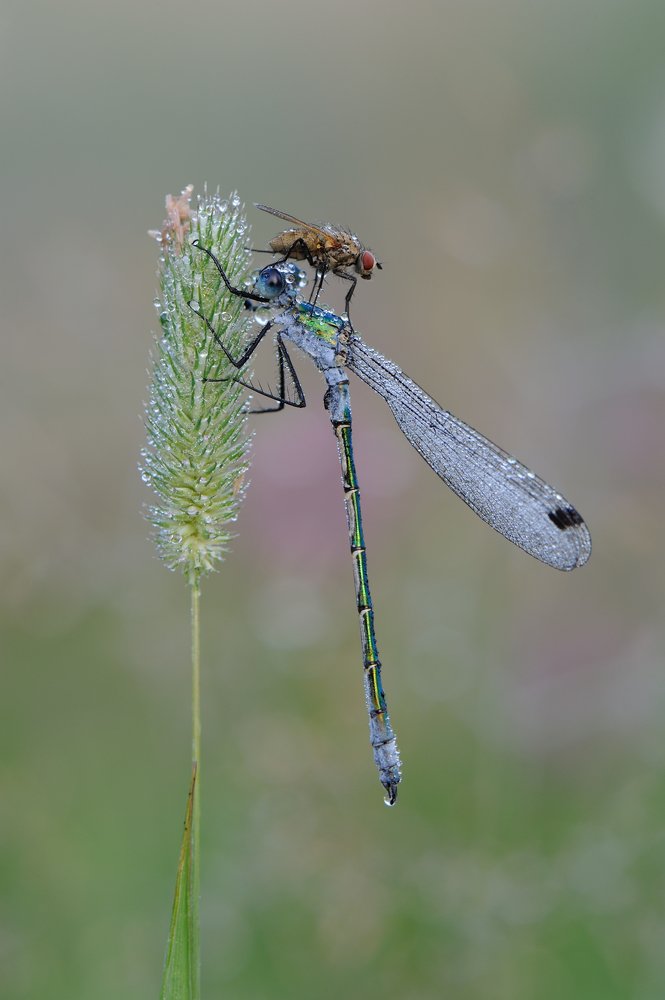 Головная боль.