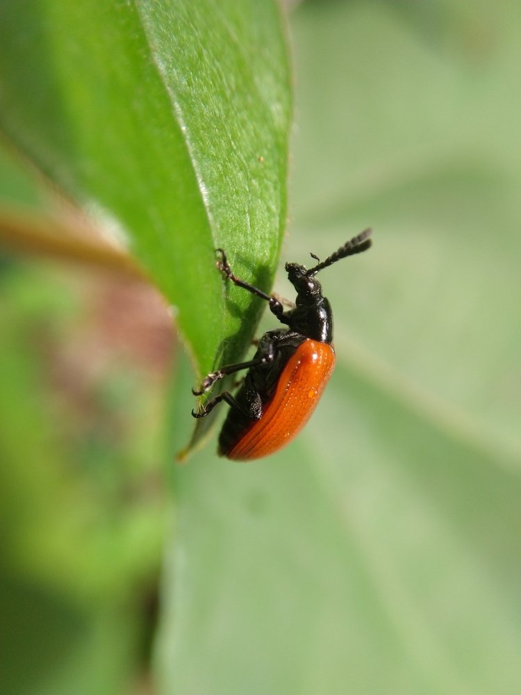 Photograph by Anurag C C