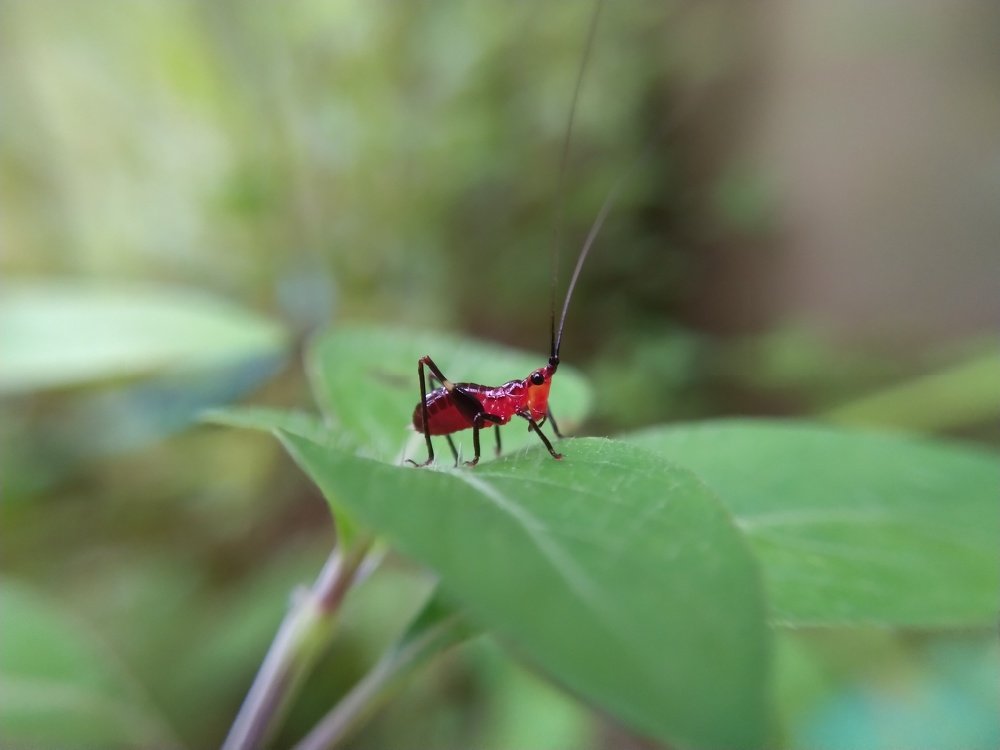 Photograph by Anurag C C