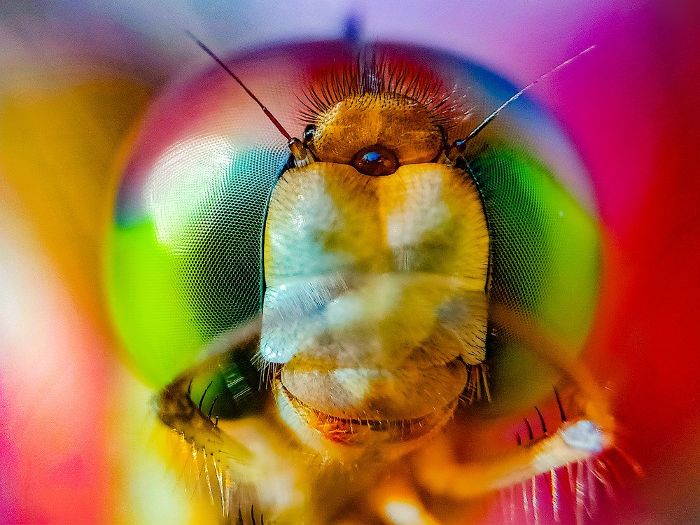 Head Structure of Dragon Fly