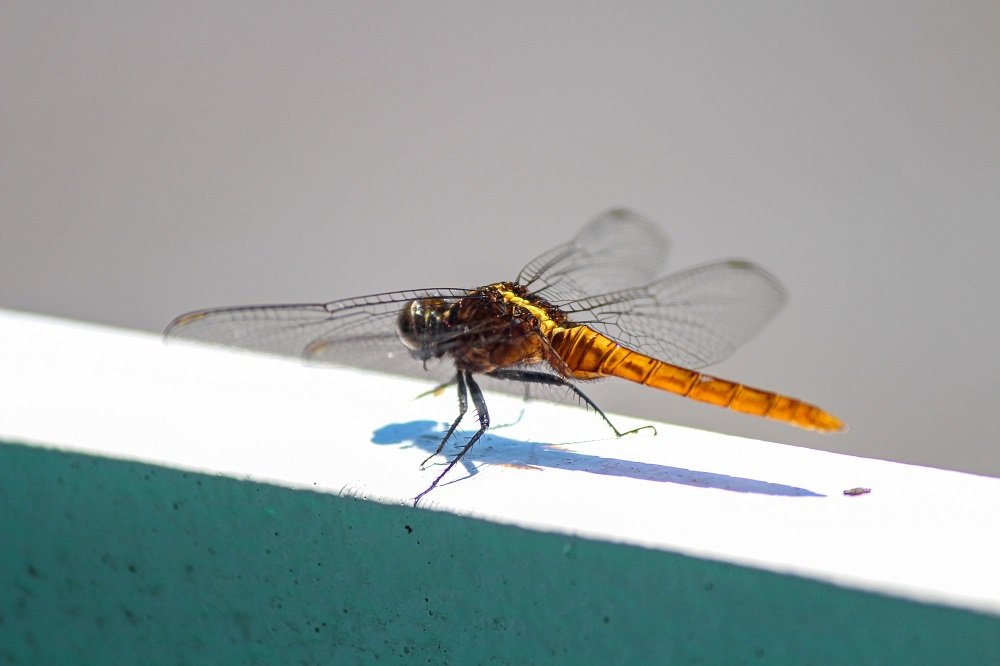 Фотография автора Loredana Sasso