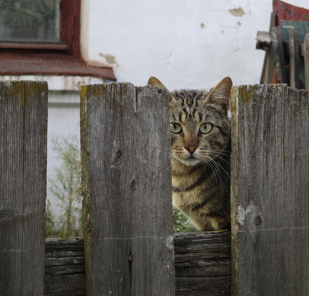 Котик Васька