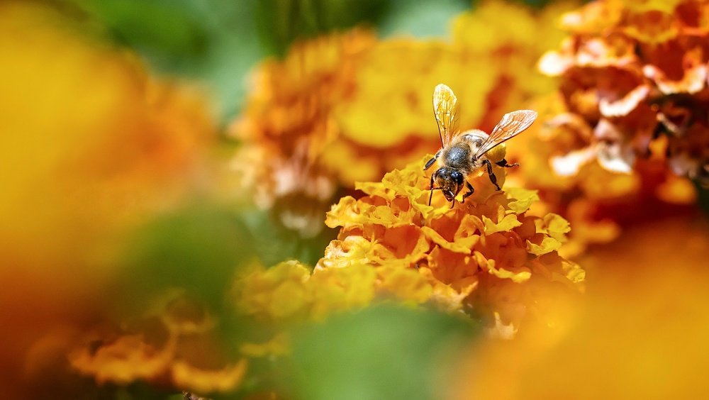 Photograph by Luigi Greco