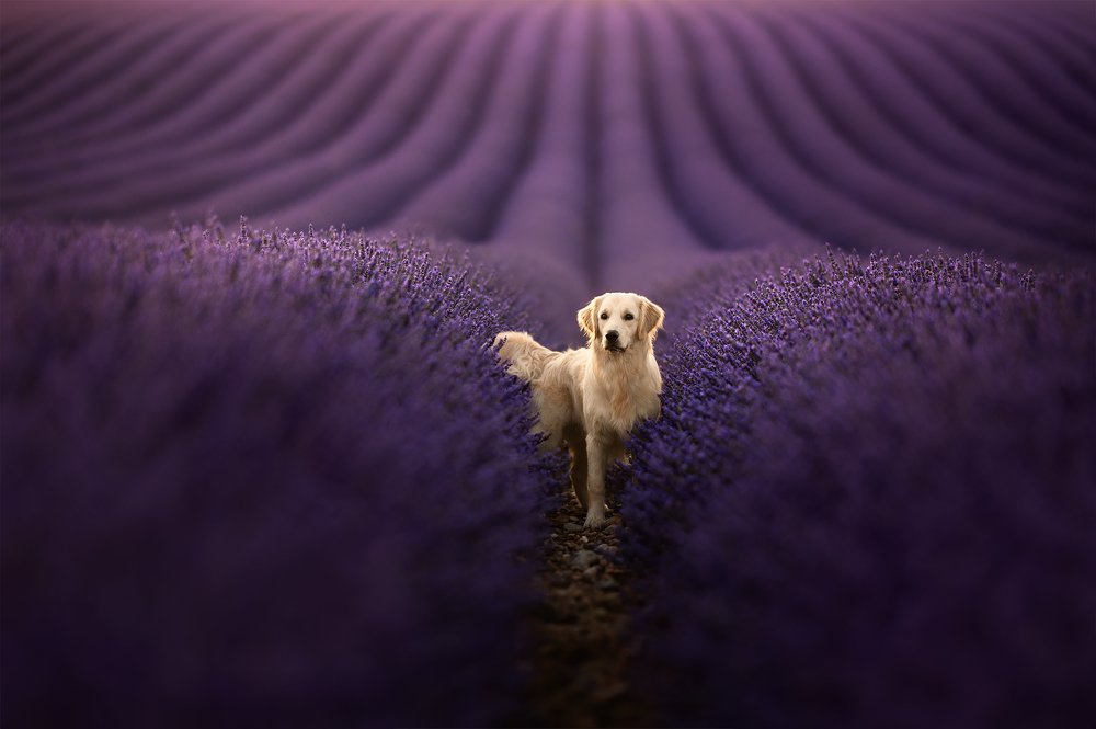 Photograph by Audrey Bellot