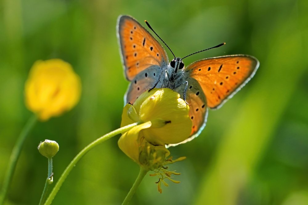 Фотография автора Katarina Sediva