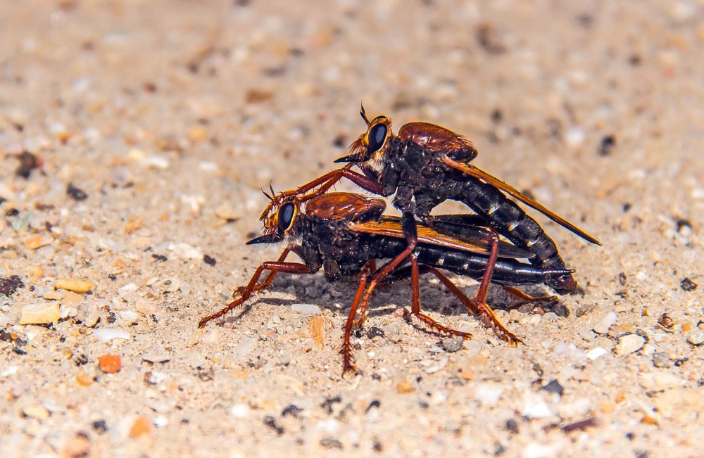 Фотография автора Ismail SAIDI