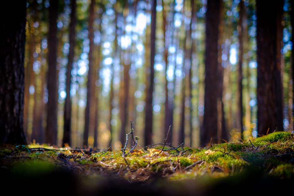 Photograph by Павел Синегубов