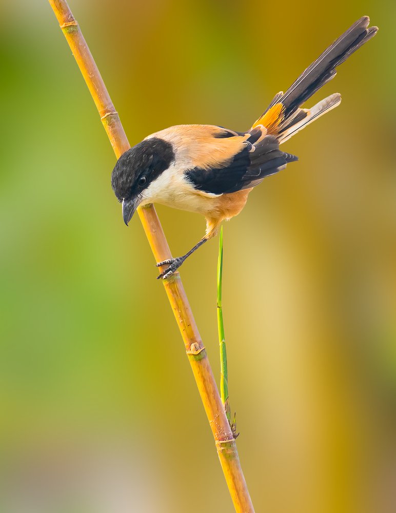 Long Tailed Shrike