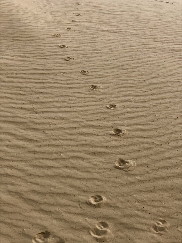 Следы на песке