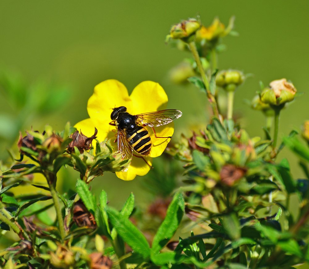 Фотография автора Антип