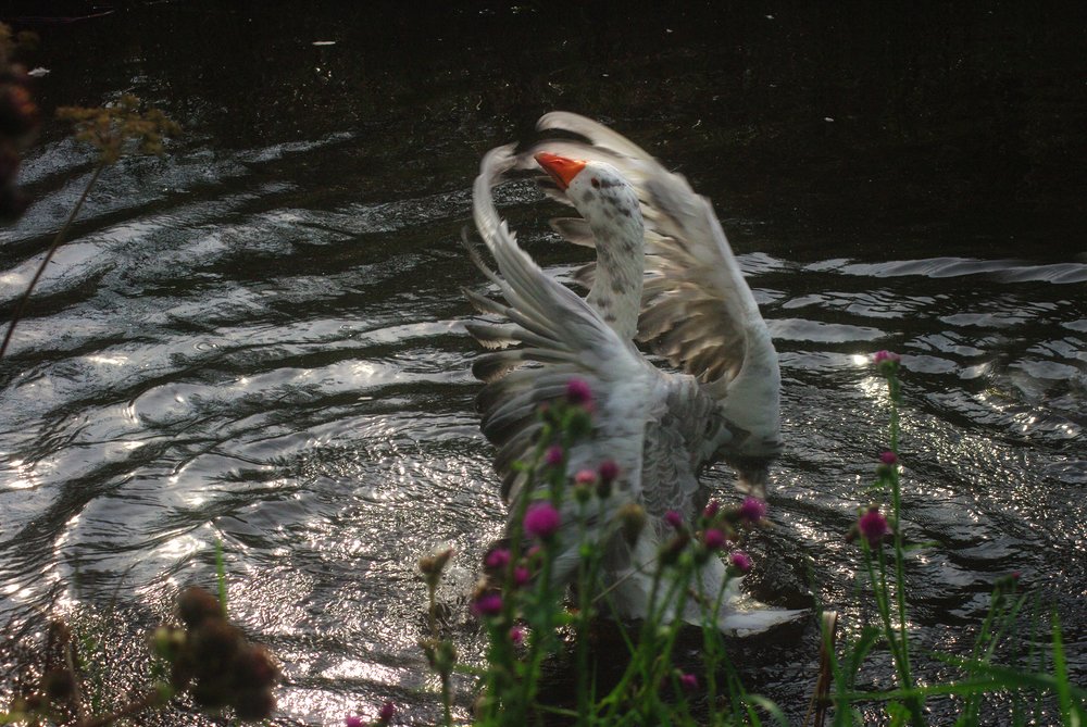 Photograph by Людмила Дубровина