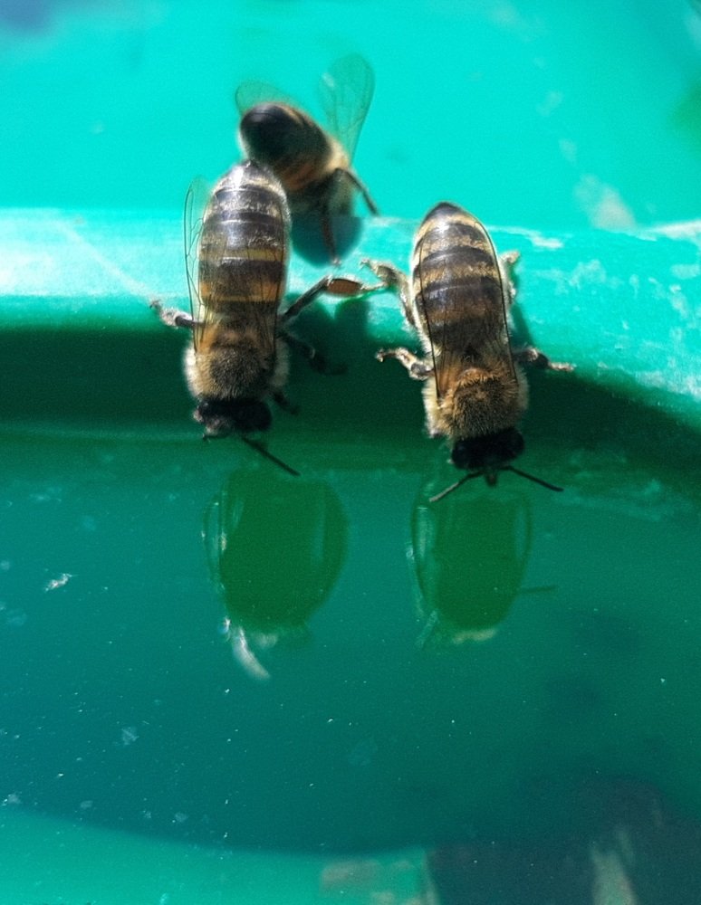 Photograph by Саламбек Ханкушов