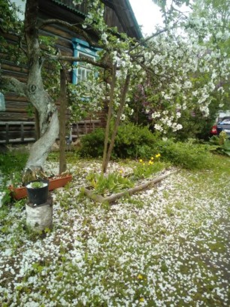 Яблоневый снегопад.