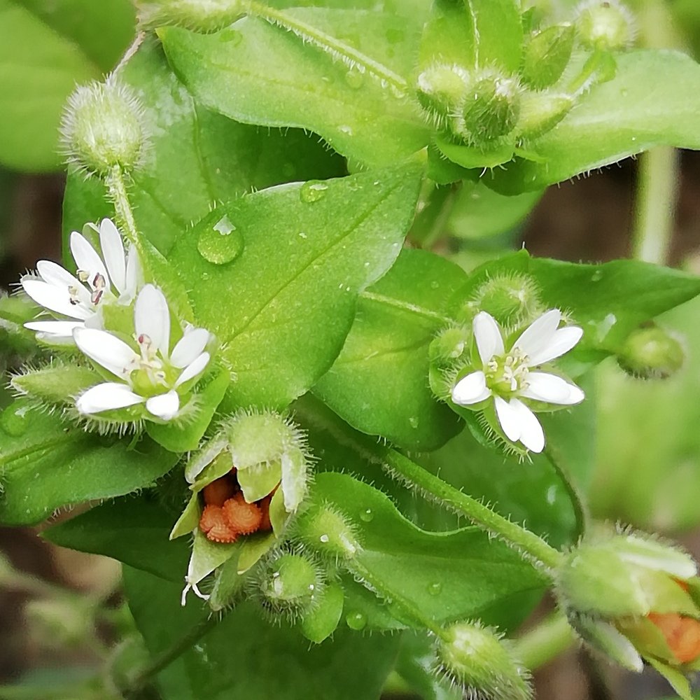 После Дождя