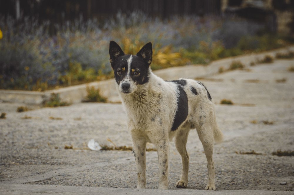 Photograph by Мика Саркисова