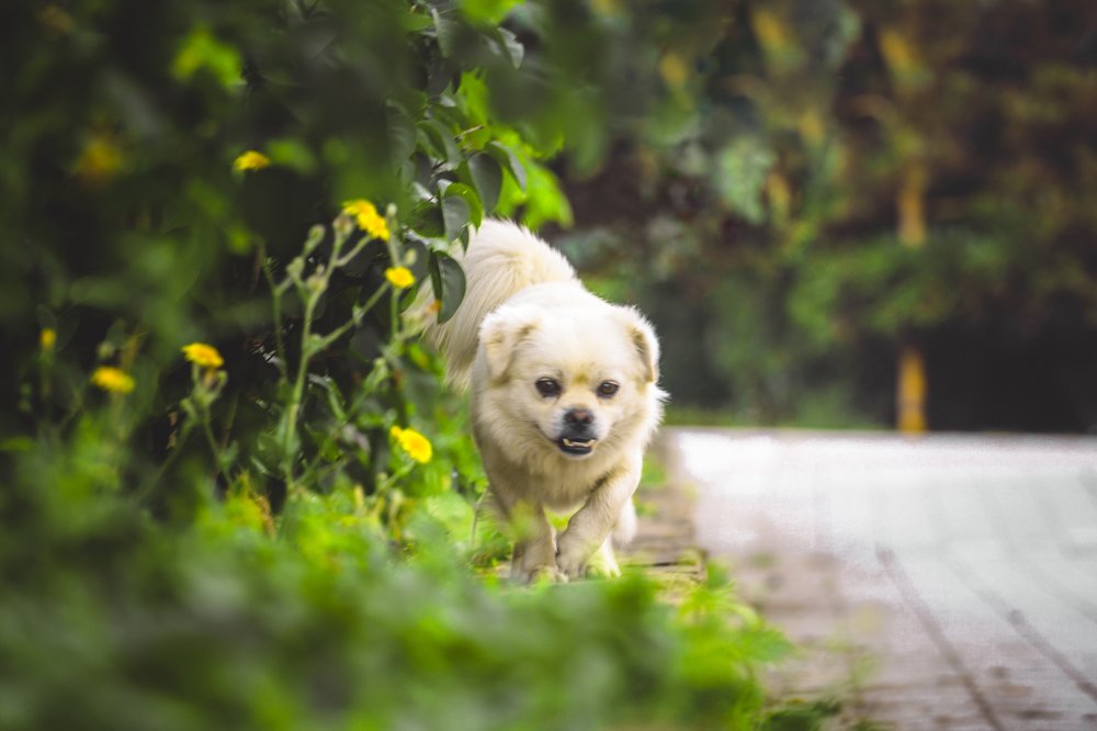 Photograph by Мика Саркисова