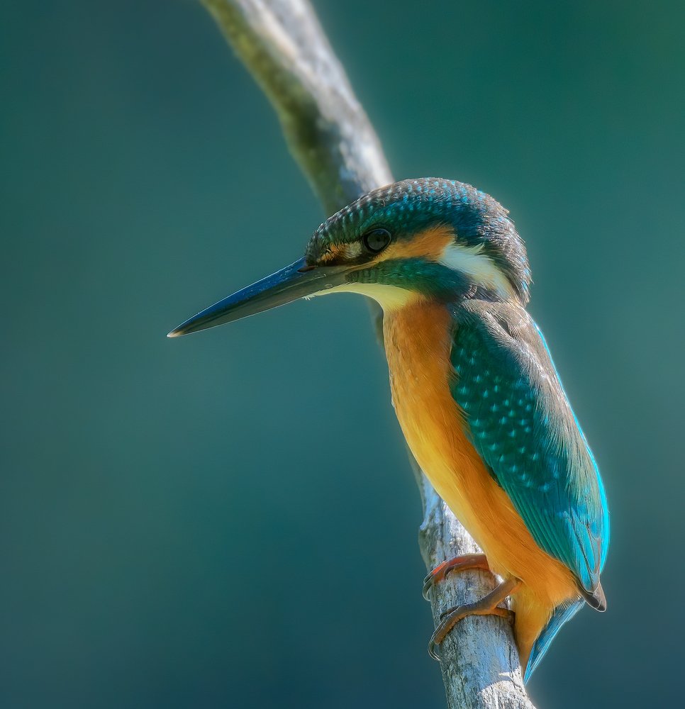 Photograph by Alexander Plekhanov