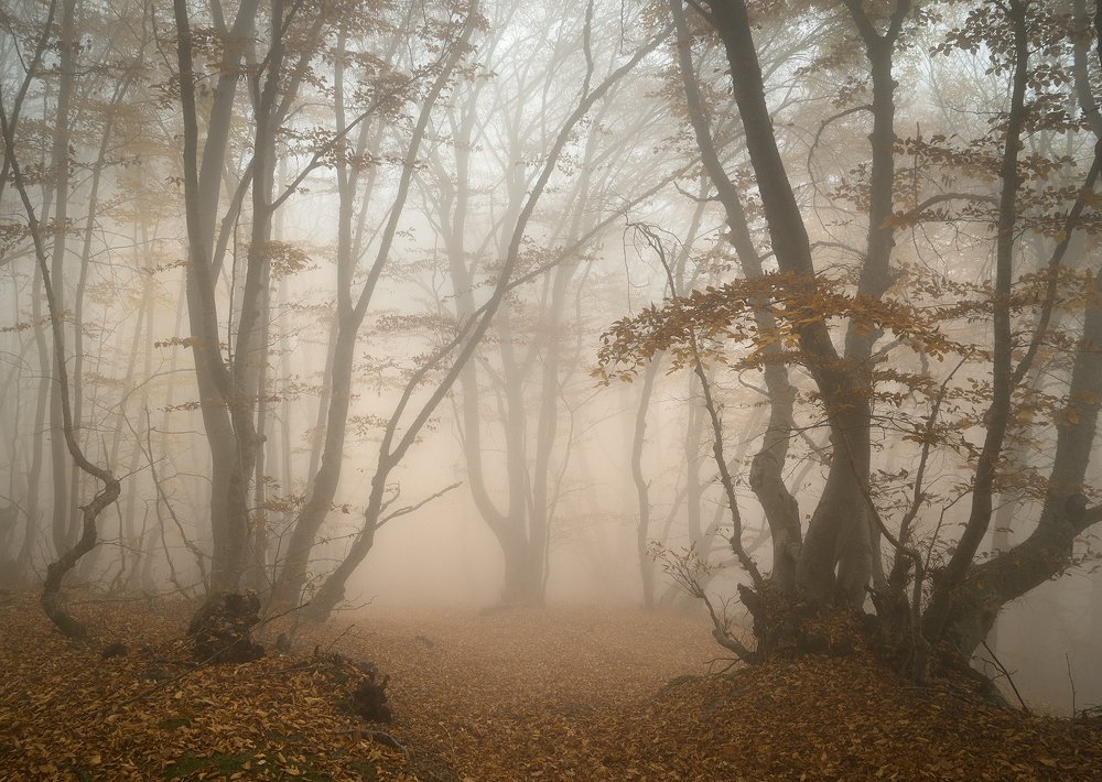 Photograph by Елена Ковригина