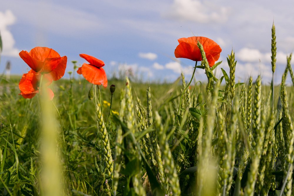 Фотография автора Юлия Носова