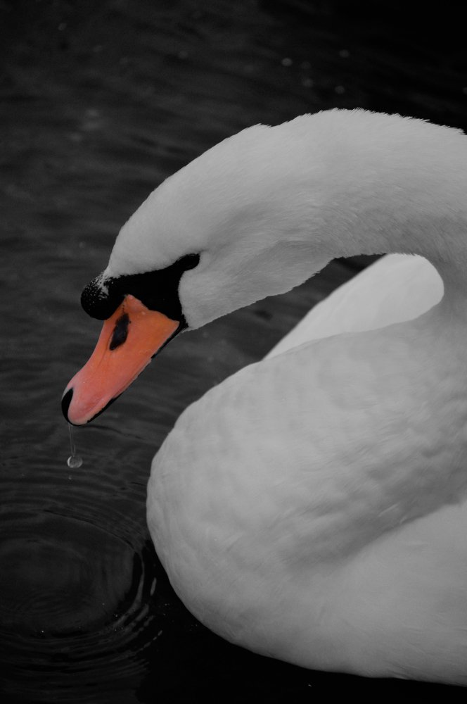 Лебедь-шипун